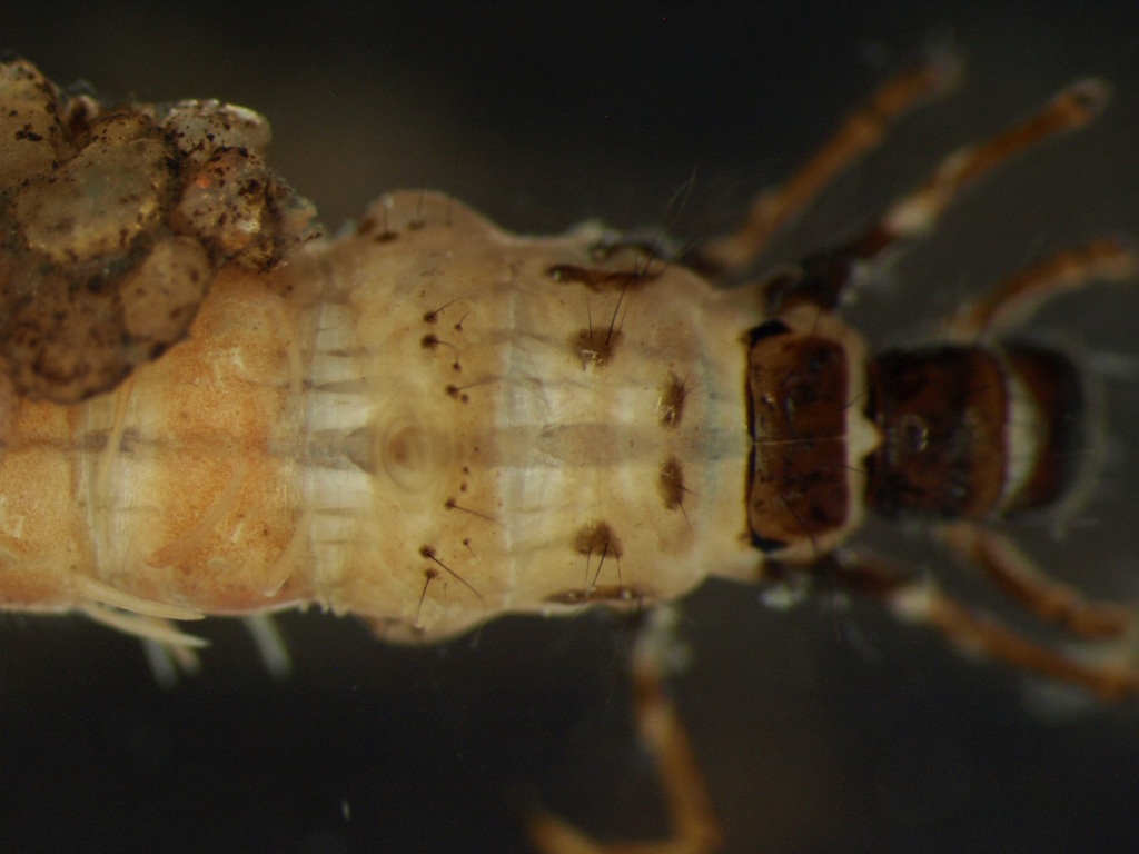 Chaetopteryx villosa